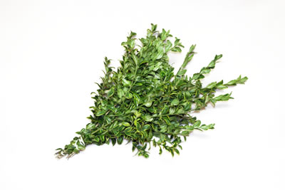 Foliage Imports of Central America: Oregonia Tips